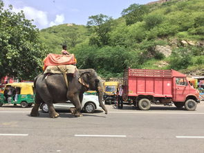 截停货车，拯救500多条生命