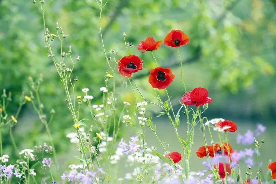 关于生活经验：从日常中提炼智慧，让生活更从容快乐